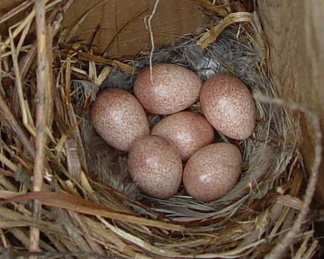 Davids Photo Gallery Nests A L House Wren Nest And Eggs